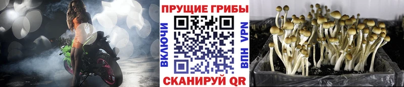 Купить закладки Новосиль Псилоцибиновые грибы прущие грибы